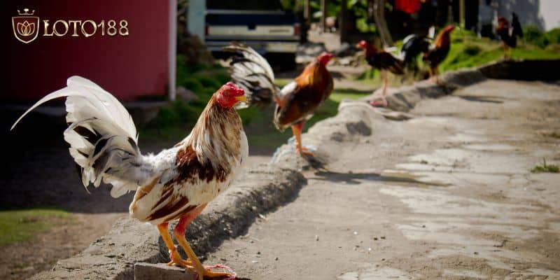 Chọn trận đá gà hàng đầu