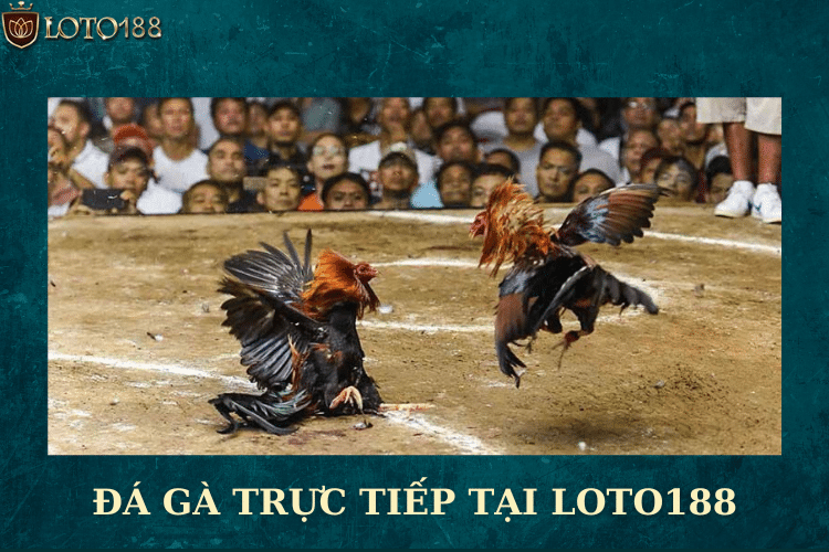 Đá Gà Trực Tiếp Tại Loto188