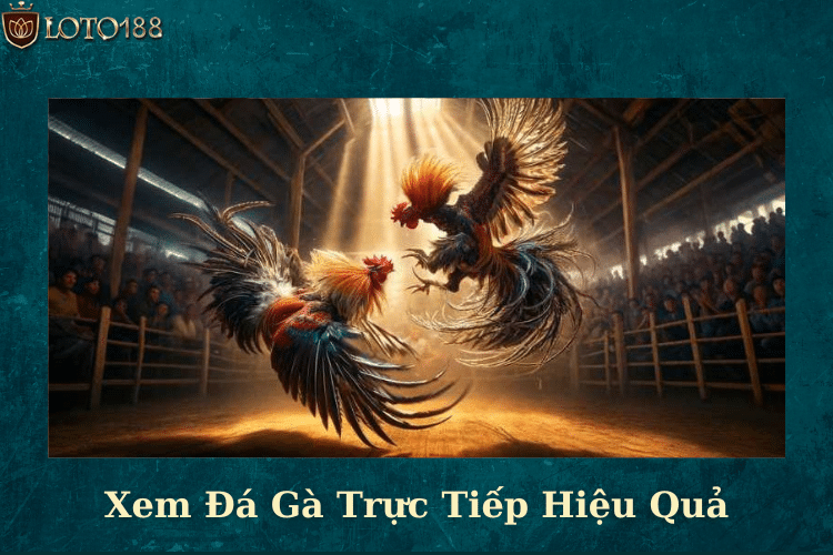 Xem Đá Gà Trực Tiếp Hiệu Quả