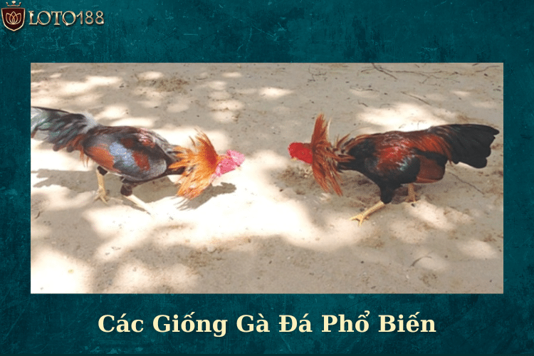 Các Giống Gà Đá Phổ Biến